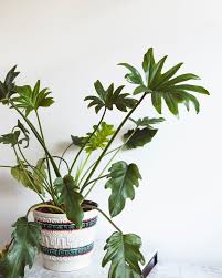 Philodendron Xanadu Plants Big Indoor Plants Philodendron