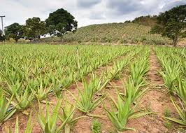 We'll explain the research behind aloe vera ju. Aloe Vera The Ultimate Guide Natural Healers