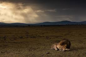 92 7k Likes 340 Comments National Geographic Natgeo On Instagram Photo By Charlie Hamilton James Ch National Geographic Therapy Animals Nature Animals