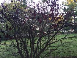 Find out more about its maintenance and care. Thundercloud Plum Tree Dead