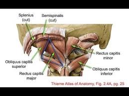 In This Blog We Argue That The Onset Of Dystonic Symptoms Is Associated With The Bio Mechanical Impairment Of The Lower Cranial Muscle Anatomy Cervical Muscle