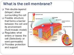 This page includes a diagram of a plant cell together with notes about the parts of plant cells including organelles present in plant cells, such as mitochondria, chloroplasts and golgi apparatus. Eukaryotic Cell Structure Plant Cells Vs Animal Cells Cell Structure And Function Ppt Download