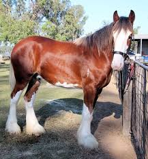 Muswellbrook New South Wales Destination S Journey Clydesdale Horses Horses Clydesdale