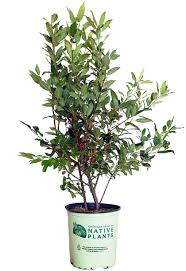 Autumnal motive and rich autumn harvest concept. American Beauties Native Plants Ilex Verticillata Winterberry Shrub 2 Size Container White Flowers With Red Berries Buy Online In Bahamas At Bahamas Desertcart Com Productid 183576049