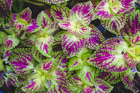 Image result for Coleus sylvestris