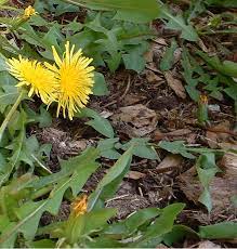 Dandelion Flower Essence Flower Essences Flower Remedies Tree Frog Farm