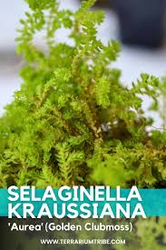 Image result for Selaginella kraussiana