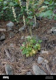 Image result for Heuchera cylindrica Greenfinch