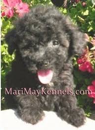 Very responsive breeder who will answer all questions. Michigan Maltepoo Puppies For Sale Michigan Mari May Kennels