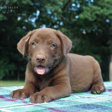 The akc states that they may range in color from. Chocolate Labrador Puppies For Sale Adopt Your Puppy Today Infinity Pups