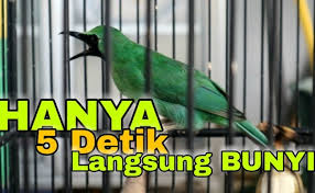 Pancingan cucak ijo biar langsung gacor pancingan cucak ijo dan suara cucak ijo serta pancingan pancingan cucak ijo hiper, full jamtrok gacor on fire di area lomba. Pancingan Cucak Ijo Langsung Gacor Youtube Cute766