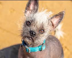 Maybe you would like to learn more about one of these? Pug Mix Look Book 40 Pug Cross Breeds Weird World