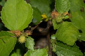 Image result for Triumfetta