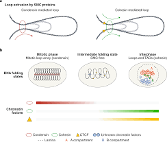 A Transient Absence Of Smc Mediated Loops After Mitosis