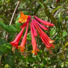 Image result for Rhynchosia tricuspidata