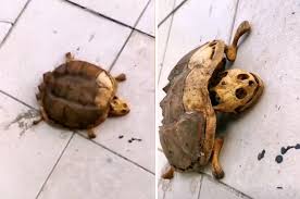 Student Leaves Pet Turtle In Wuhan Dormitory During Lockdown Returns To Find Only Bones Lifestyle Rojak Daily