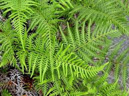 Image result for Pityrogramma