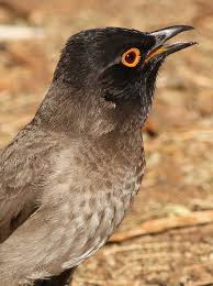 Brown Small Birds Of South Africa African Red Eyed Bulbul Or Black Fronted Bulbul Pycnonotus Nigricans At Suikerbosrand Nature Reserve Gauteng South Africa South African Birds World Birds Pet Birds