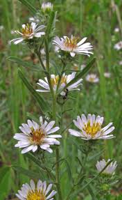 Image result for Oreophyton falcatum