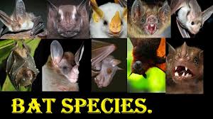 Cheap cyber monday pest defender does it work deal 2019 usa is time of hot summer you coverage on. Get Batty About Bats This Halloween Season The Fur Bearers