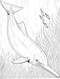 Select from 35970 printable coloring pages of cartoons, animals, nature, bible and many more. Dolphin Coloring Pages Download And Print Dolphin Coloring Pages