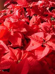 Poinsettia Flower Of The Christmas Season Poinsettia Flowers Christmas Poinsettia