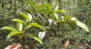 Image result for Magnistipula