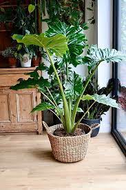 Alocasia Portodora Elephant Ear 120cm Happy Houseplants House Plant Care Elephant Ears Elephant Ear Plant