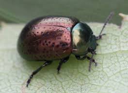 Image result for Stolzia heiligenthalii