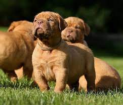 Attitude Doguedebordeaux Mastiff Breeds Bordeaux Dog Mastiff Dogs