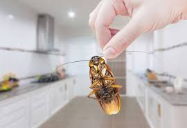 roaches in the kitchen cabinet
