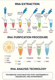 Margaret Terwilliger