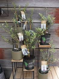 With meal delivery london, ontario, you can spoil yourself a little and enjoy good food regardless of how busy you are. Lavyquh3vbczwm