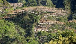 Image result for Psydrax locuples