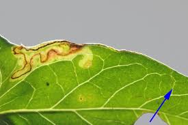 Image result for Stigmella freyella
