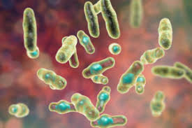 Clostridium perfringens is the most common species involved. Necrotic Enteritis The Complete Overview Ew Nutrition