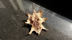 Image result for Harpagophytum zeyheri