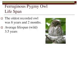 Common and widespread in the american tropics, this little owl enters our area only in southern texas and arizona, where it is now uncommon to rare. Ppt Ferruginous Pygmy Owl Powerpoint Presentation Free Download Id 4586151