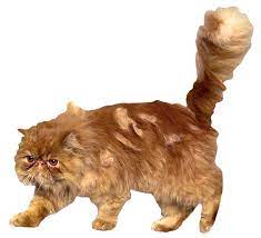 Harry Potter Cat Cat Background Crookshanks