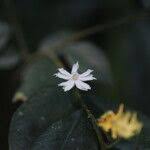 Image result for Dicranolepis