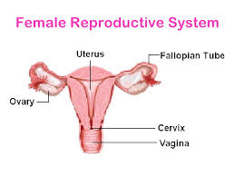 The female reproductive system is one of the most vital parts of the human reproductive process. Reproductive System
