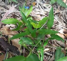 Image result for Commelina nyasensis