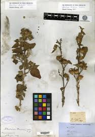 Image result for Abutilon englerianum