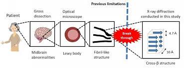 The Seeds Of Parkinson S Disease Amyloid Fibrils That Move Through The Brain Eurekalert Science News