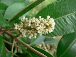 Image result for Ozoroa