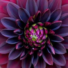 Pin On Flower Pictures