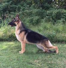 Getting as much information as possible before you look at german shepherd puppies for sale is crucial to pinpointing what you are looking for in a dog. German Shepherds At Gerans Akc German Shepherd Puppies German Shepherd Breeder Indiana Akc American Show Line German Pet Care Activities Shepherd Dog Dogs