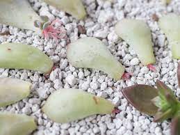 Check spelling or type a new query. Why Are My Succulent Leaf Cuttings Only Producing Roots World Of Succulents