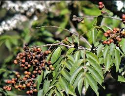 Image result for Sapindus saponaria
