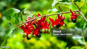 Image result for Ochna serrulata